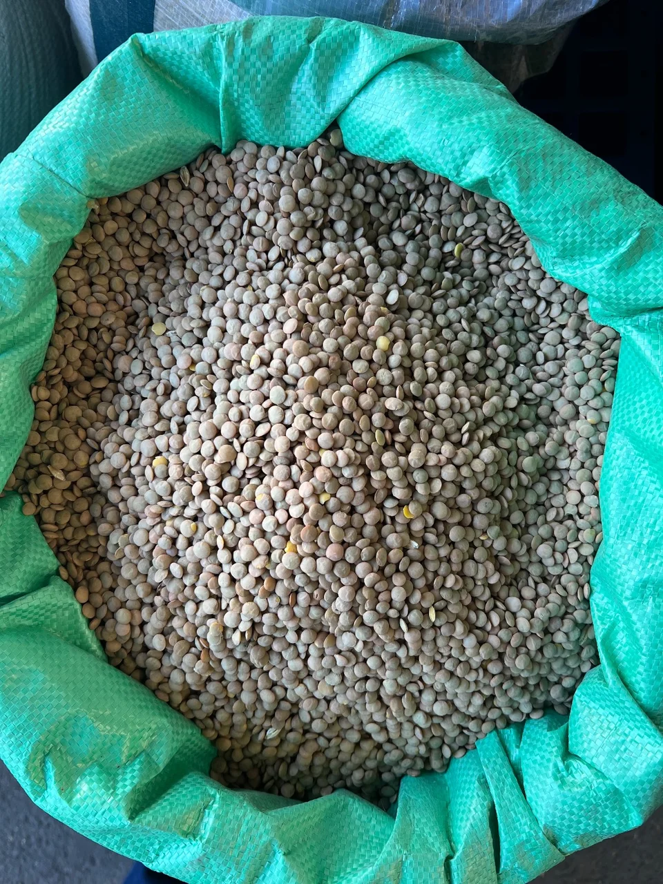 عدس ساسکن کانادایی