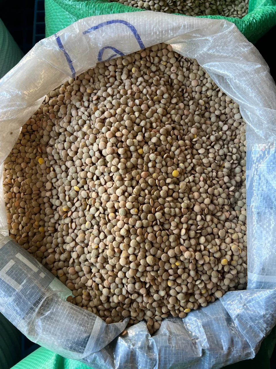 عدس درشت کانادا