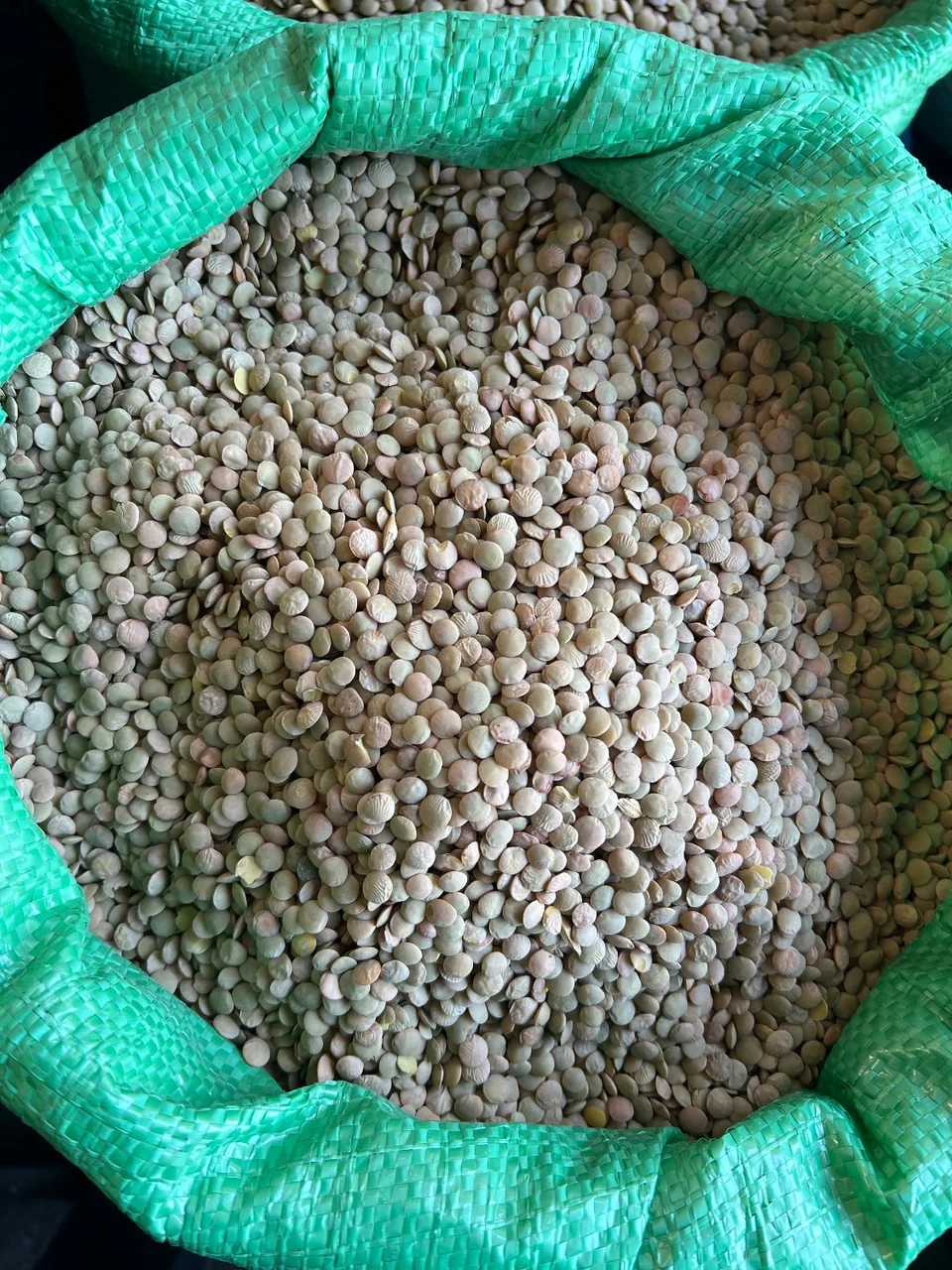 عدس درشت روس