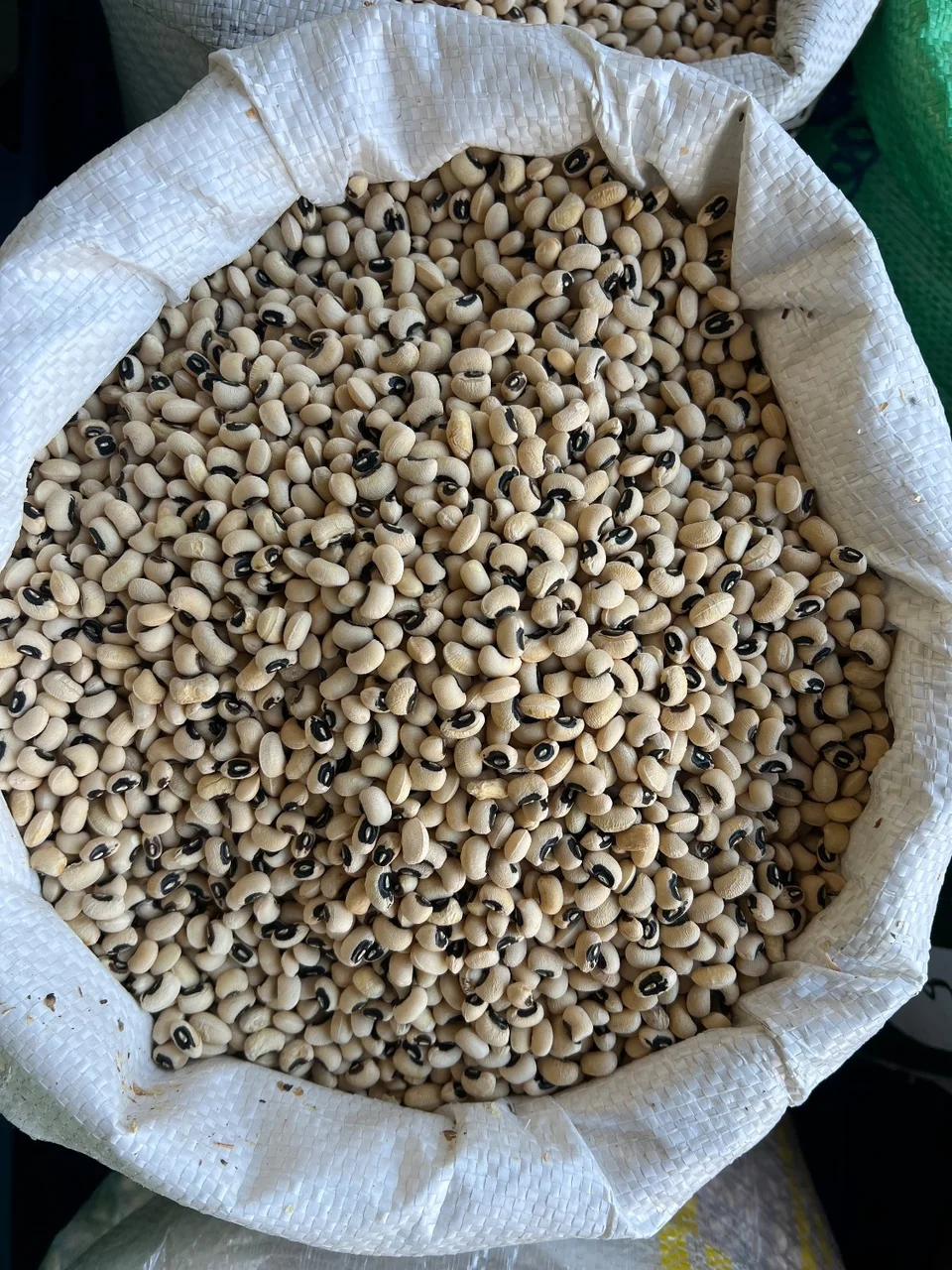 لوبیا چشم بلبلی ماداگاسکار