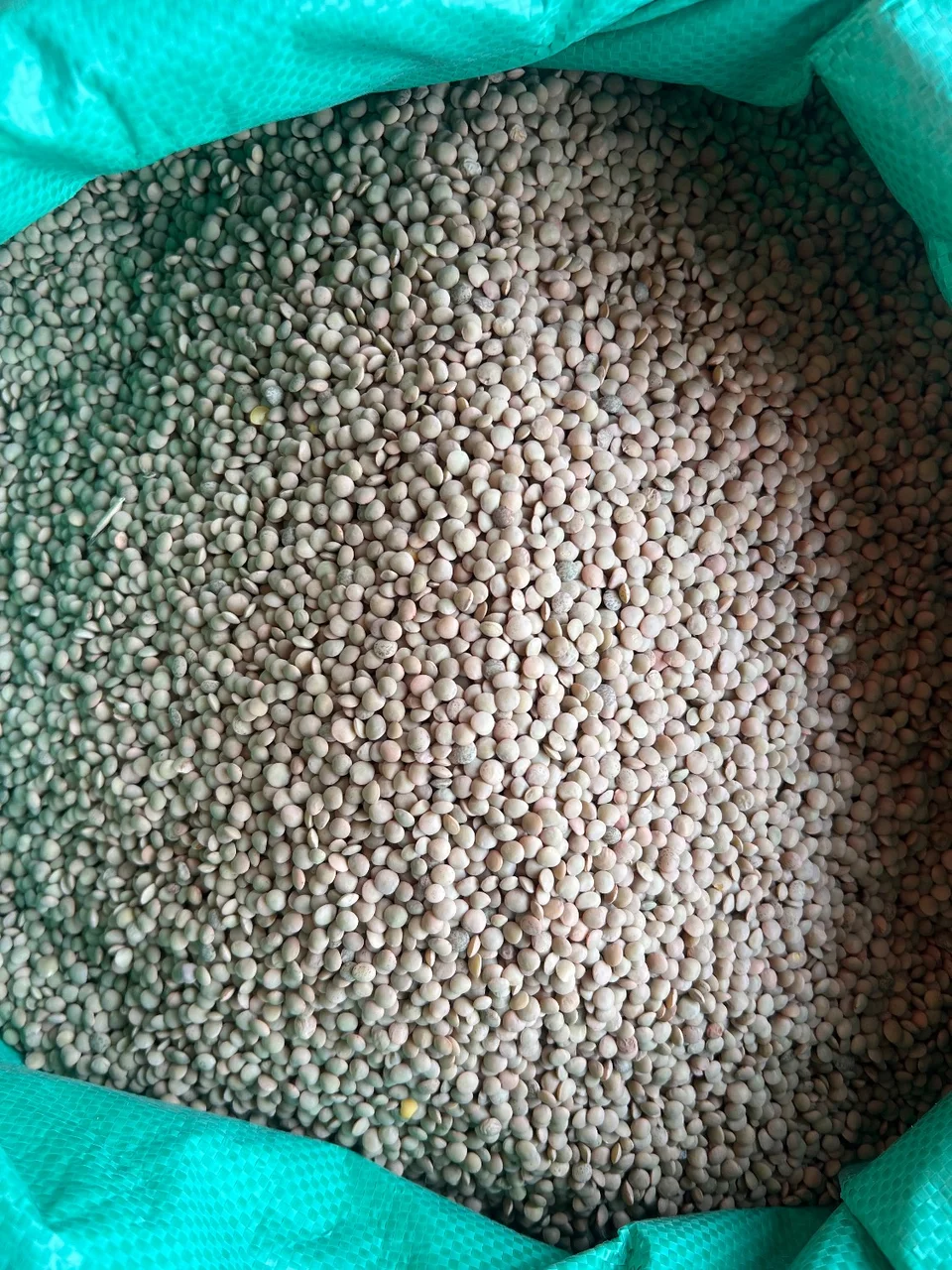 عدس ریز کانادا