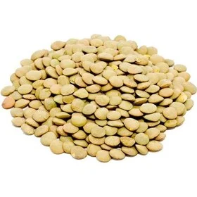 عدس درشت کانادا