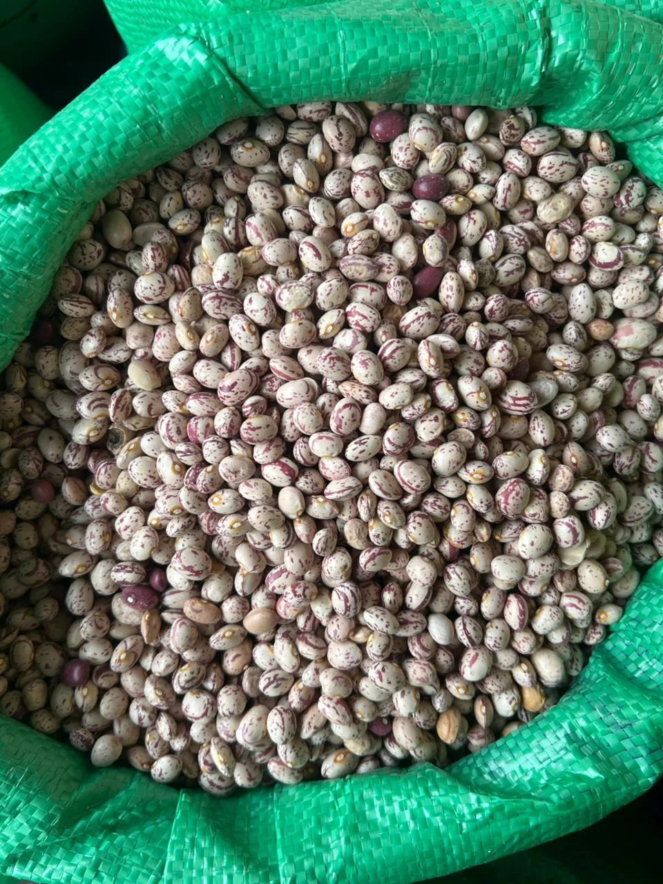 لوبیا چیتی زنجان دستچین