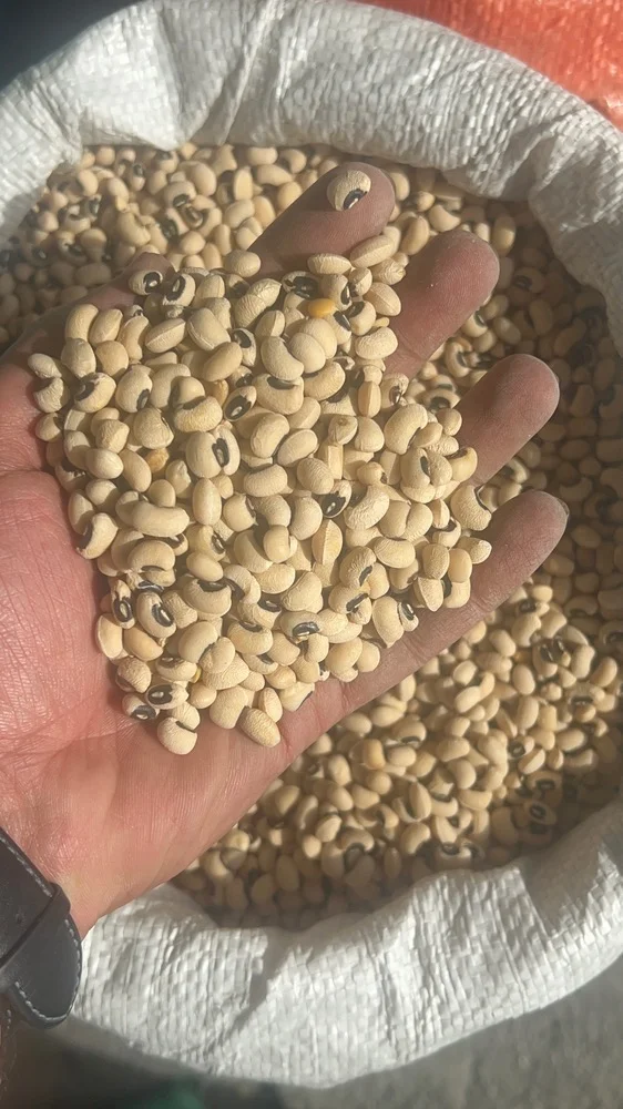 لوبیا چشم بلبلی ماداگاسکار