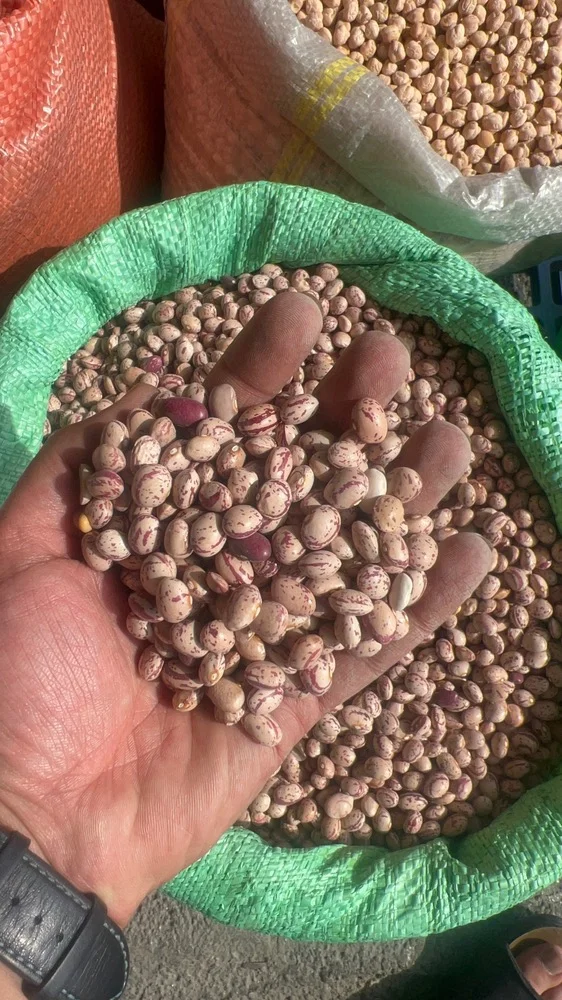 لوبیا چیتی زنجان دستچین