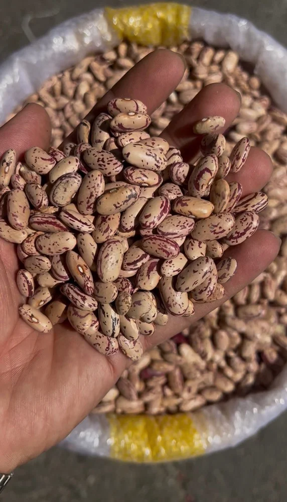 لوبیا چیتی ازبک